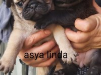 Pug Mops Bebekler