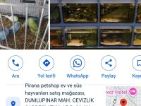 Japon Balığı Pirana Petshop Görükle Nilüfer