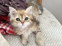 British longhair golden dişi yavru