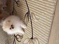 Pomeranian boo