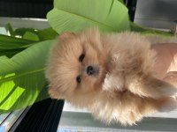 3 aylık dişi ve erkek pomeranian