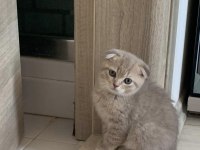 İnsan canlısı sosyal Scottish fold