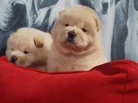 ÇİN ASLANI YAVRULARIMIZ (CHOW CHOW)
