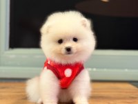 Kilo ve ırk garantili ayı surat garantili pomeranian