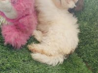 Shih tzu melezi köpeğimiz