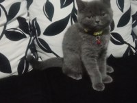 Akıllı british shorthair gofret