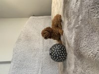 DİŞİ TOY POODLE
