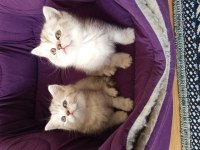 British shorthair yavrularımız yeni yuvasını arıyor