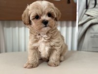 Ruhsatlı çiftlikde ziyarete açık tea cup kore maltipoo