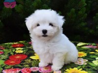 Kore kan teacup ırk garantili maltese yavrularım