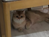 Aciliyetten sahiplendirilecek british shorthair