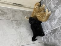 Scottish fold yavrular