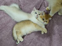 BLUE GOLDEN AY12 ERKEK YAVRU KEDİMİZ