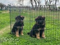 Show alman çoban köpeği yavrularımız