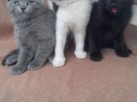Ankarada orijinal scottish fold yavruları 45 günlük