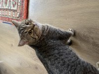 9 aylık british shorthair oğluş yeni yuvasını arıyor