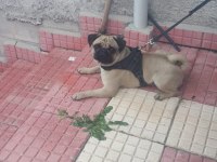 Pug mops ücretsiz