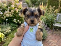 Hiç tüy dökmeyen büyümeyen ırk köpeğimiz