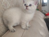 Harika bir bebek british shorthair