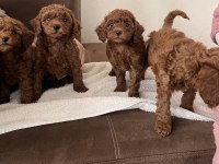 Toy poodle