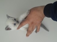 Bluepoint british shorthair yavrular