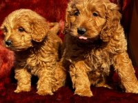 Çikolata tadında maltipoo browniler