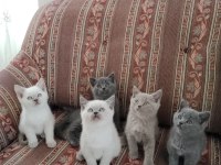 British Shorthair Kedileri