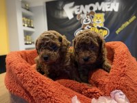 Shoooowww sınıf toy Poodle yavrular Ankara mağaza 
