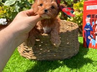 Sevimli Maltipoo Yavrumuz Yeni Yuvasını Arıyor