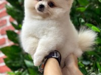 Pomeranian Boo 2 Aylık Köpekler