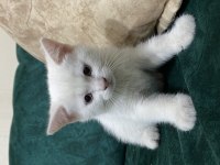 British Shorthair Erkek Yavru