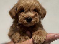 MALTİPOO YAVRULARIMIZ