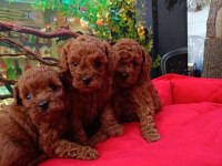 %100 ORJİNAL KORE RED BROWN YAVRU KÖPEKLER