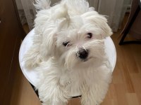 Ev doğumlu prenses maltese terrier