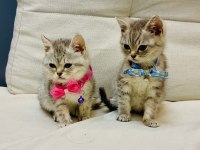 British Shorthair Yavru Kediler