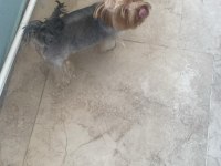 1.5 yaşında yorkshire terrier bakımlı dişi