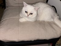 British shorthair erkek 1 yaşında