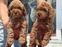 Yasal ruhsatlı çiftlikde ziyarete açık toy poodle
