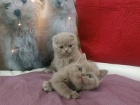 Scottish fold LİLAC yavrumuz