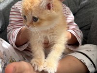 Golden scottish fold erkek bebek