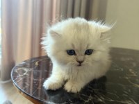 Orjinal ırk british longhair