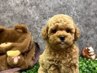 IRKININ EN KALİTELİ POODLE BEBEKLERİ
