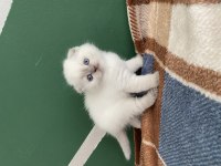 3 haftalık 2 dişi scottish fold yavru