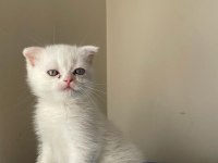 70 günlük scottish fold erkek