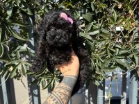 Black Poodle Yavrumuz