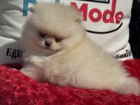 Üst segment teddy face pomeranian yavrularımız