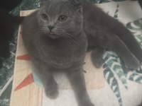 GRİ SAFKAN YAVRU KEDİMİZ
