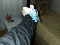 Muhabbet kuşu ele alışık ısırma huyu yoktur