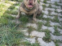 New shade isabella tan erkek french bulldog