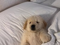Kaliteli oyuncu golden retriever yavrular